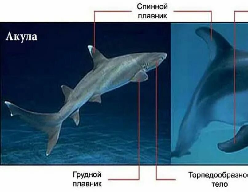 Почему акулы постоянно в движении. Как отличить акулу от дельфина. Плавник акулы. Плавник дельфина. Отличие Дельфин от акулы.