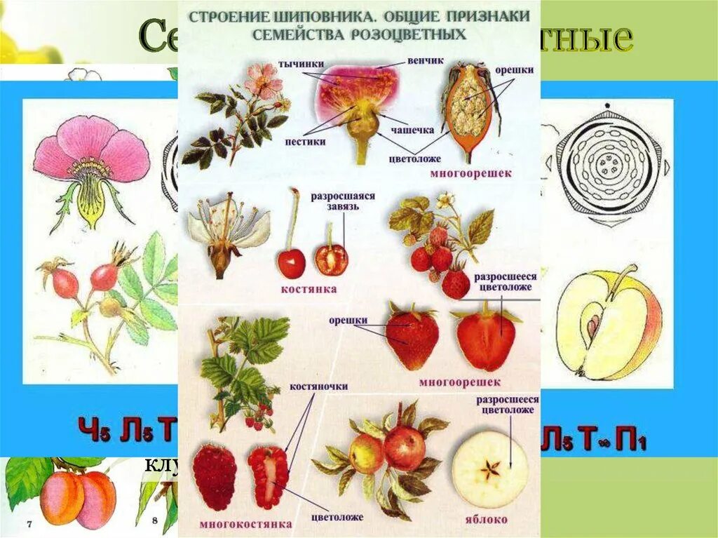 Дерево семейства розовых приносящие сочные плоды. Розоцветные плод. Строение плода розоцветных растений. Семейство Розоцветные строение цветка и плода. Плоды семейства розоцветных.