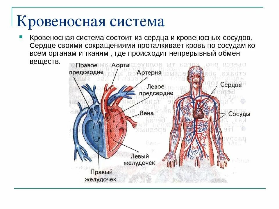 Кровеносная система человека доставляет лекарственные впр. Кровеносная система человека схема сердце. Система кровообращения человека сердце и кровеносные сосуды. Строение кровеносной системы системы. Из чего состоит кровеносная система человека 3 класс.