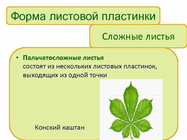 Листья состоящие из нескольких листовых пластинок называются
