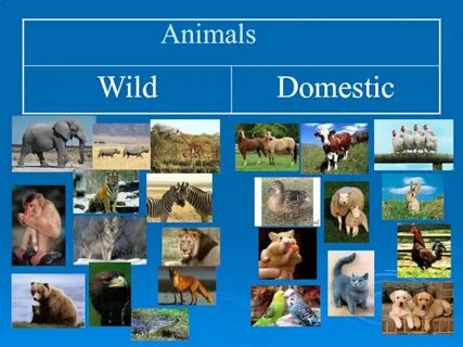 What wild animals live in your region