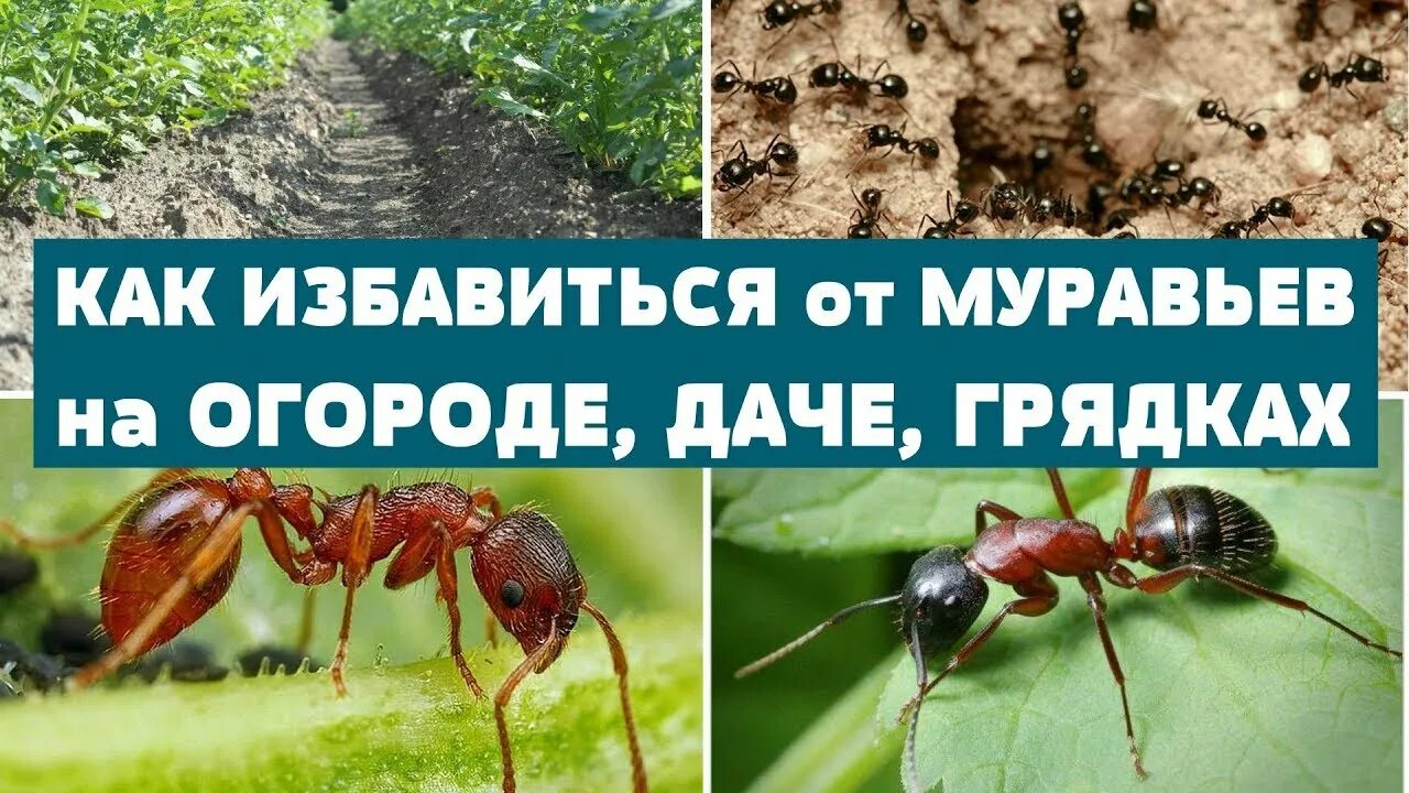 От муравьёв на огороде. Средства от муравьев на дачном участке. Избавляемся от муравьев в огороде. Как избавиться от муравьёв.