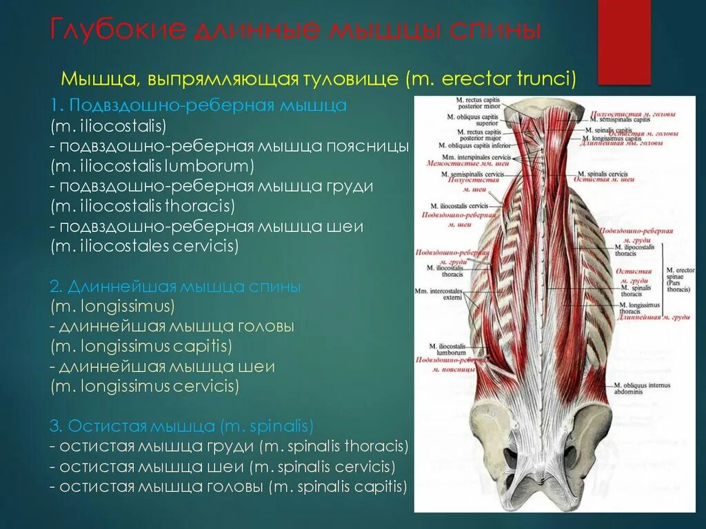 Длиннейшая мышца грудной клетки. Подвздошно реберная мышца. Мышцы разгибатели позвоночника анатомия. Длиннейшая мышца спины. Поперечно остистая мышца анатомия.