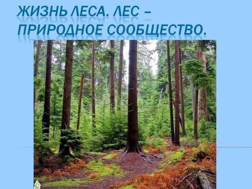 Почему лес природное сообщество. Жизнь леса. Жизнь леса. Лес – природное сообщество.. Проект природное сообщество лес. Жизнь леса. Лес – природное сообщество презентация.