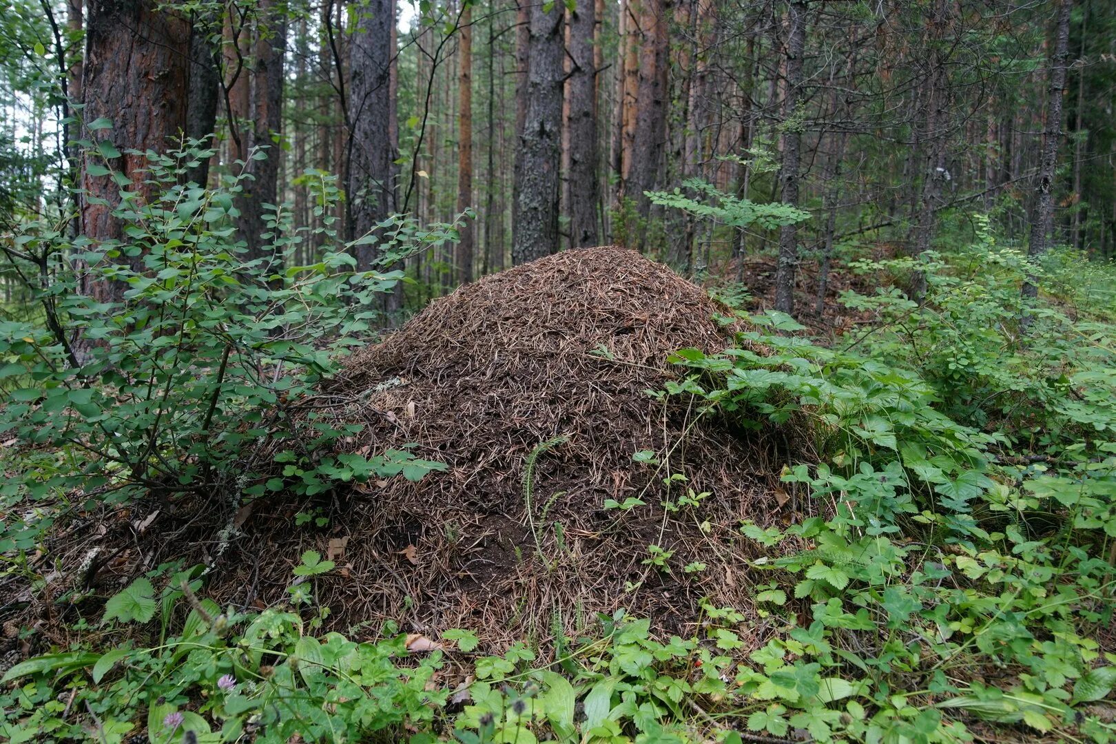Большой муравейник. Берёзово муравьиная роща. Муравейник рыжих лесных муравьев. Большой Муравейник в лесу.
