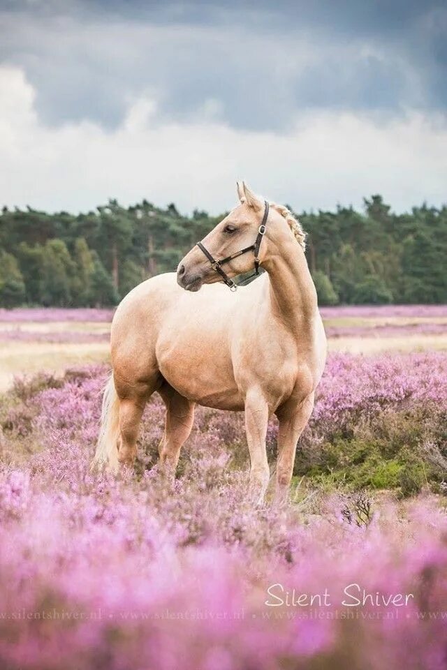 Quiet horse. Лошадь «Единорог». Единорог кобыла. Единорог жеребец. Единорог солнца.