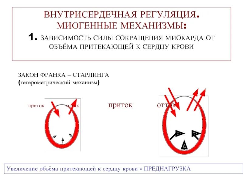 Миогенный механизм регуляции сердца. Миогенная регуляция сосудов. миогенные механизмы регуляции деятельности сердца. гетерометрический механизм регуляции сердца. интракардиальные механизмы регуляции деятельности сердца.