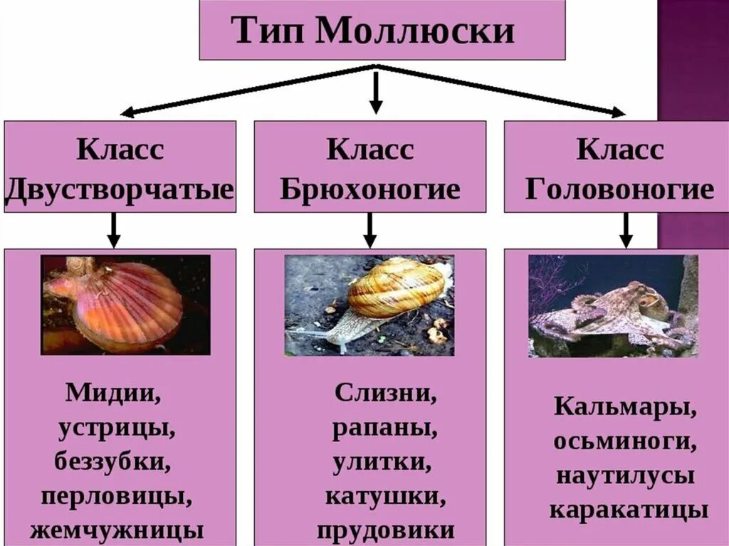 Конспект по биологии 7 класс моллюски конспект. Тип моллюски класс брюхоногие конспект. Биология 7 класс конспект Тип моллюсков. Брюхоногие двустворчатые моллюски конспект по биологии.