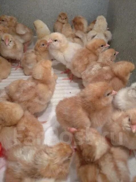 Цыплята Ломан Браун. Ломан Браун 6 недель. Цыплята 2 мес Ломан Браун. Месячные цыплята Ломан Браун. Суточные цыплята ломан браун
