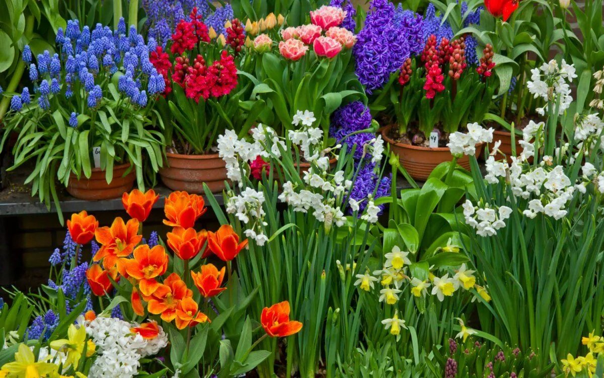 Фото красивых цветов для сада и названия. Тюльпаны гиацинты нарциссы. Луковичные первоцветы хионодокса. Весенние цветы луковичные гиацинт. Ирис, гиацинт, Крокус, примула.
