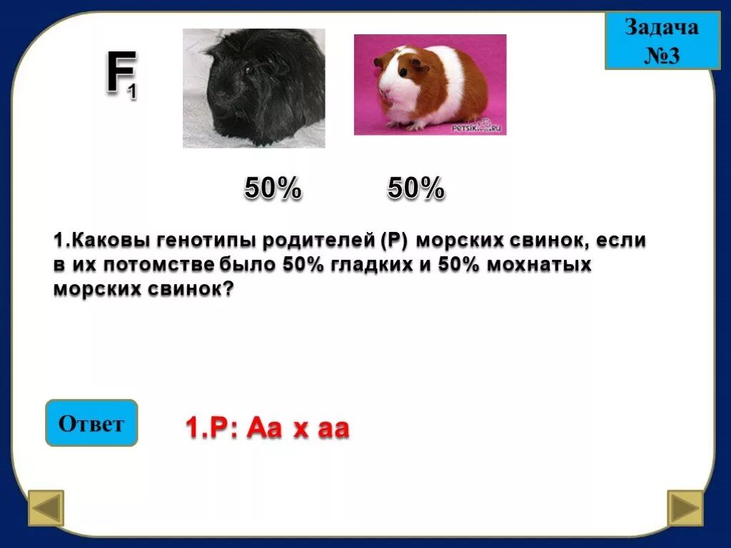 Задания по про морских свинок. Генетика морских свинок. Каковы генотипы родителей. Задачи по генетике с морскими свинками.