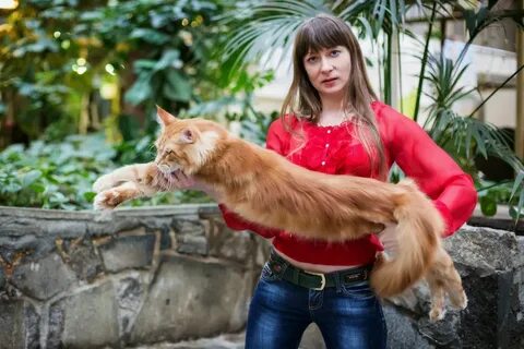 Заводчики кошек