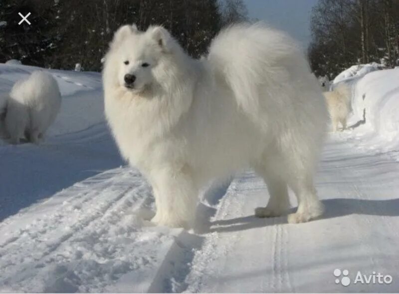 порода собак белый медвежонок. самоедская лайка маленькая. самоед щенок. сибирская лайка самоед. пушистые собаки.