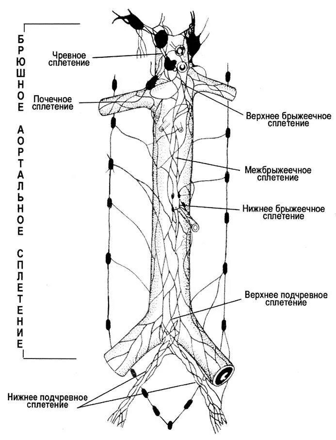 Брюшное аортальное сплетение узлы. Брюшное аортальное сплетение солнечное сплетение. Вегетативные сплетения брюшной полости и таза схема. Вегетативные нервные сплетения анатомия.