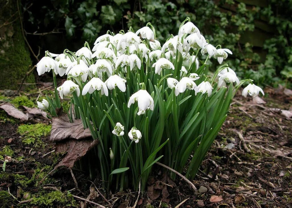 Галантус Flore pleno. Галантус (Подснежник) Нивалис. Flore pleno Подснежник. Многолетники Галантус. Первые весенние цветы луковичные