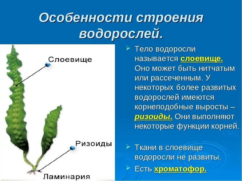 Chlorophyta отдел зелёные водоросли. Среда обитания зелёных одноклеточных водорослей. Многоклеточные зеленые водоросли 5 класс. Представители многоклеточных водорослей 5 класс. Водоросли низшие растения многообразие водорослей.