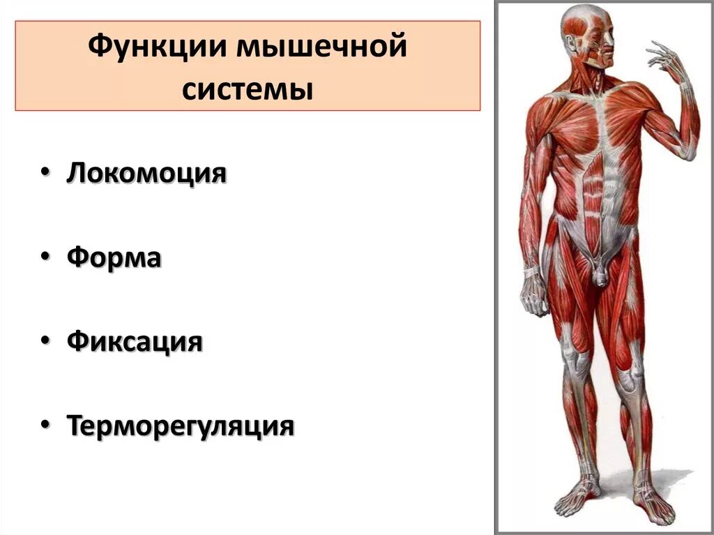 Строение и функции мышц. Мышечная система человека. Функции мышечной системы человека. Мышцы их строение и функции. Структура и функция мышц