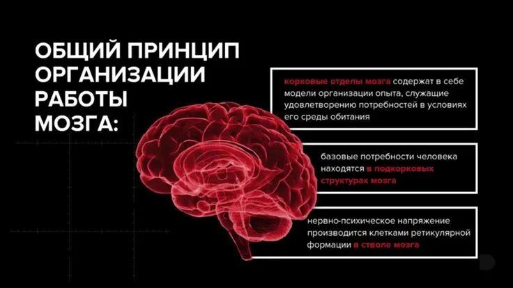 Используйте свой мозг для изменений. Общие принципы функционирования мозга. Инструкция по использованию мозга. Теории работы мозга. Базовые системы мозга.