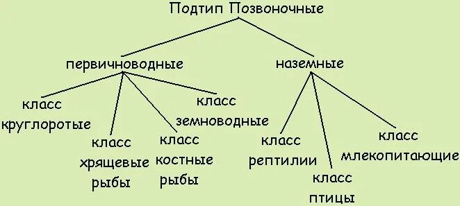 Группа первичноводных животных. Подтип позвоночные классификация. Тип Хордовые классификация схема. Схема классификации подтипа позвоночные. Классификация позвоночных животных схема.