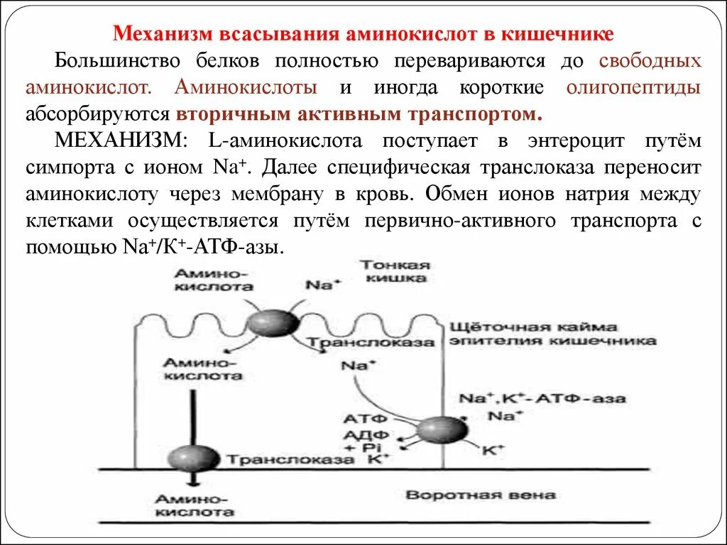 Где переваривается белок. Механизм всасывания аминокислот в тонком кишечнике.. Пути всасывания аминокислот в кишечнике биохимия. Механизм всасывания аминокислот в кишечнике. Особенности всасывания аминокислот.