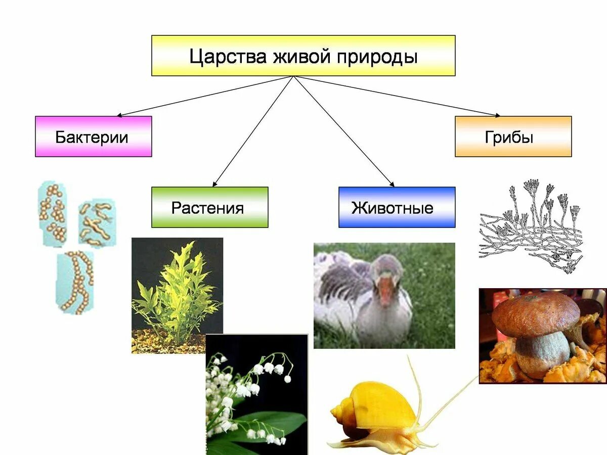 Царство животных растений грибов бактерий. Царство грибов царство растений царство животных. Царство растений животных грибов бактерий вирусов. Бактерии грибы растения животные это царство.