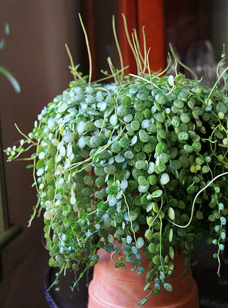 Пеперомия прострата. Пеперомия ампельная. пеперомия prostrata. суккулент peperomia. пеперомия мелколистная ампельная.