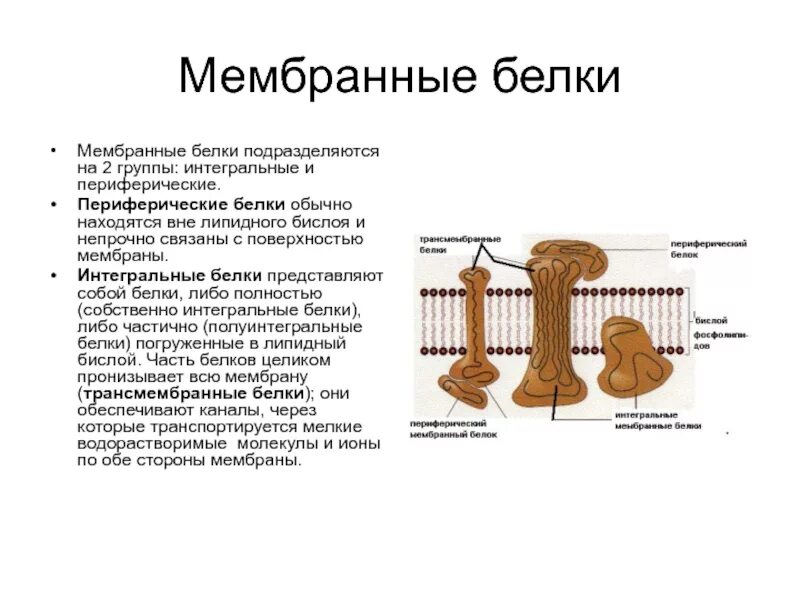 Функции пронизывающих белков. Функции мембранных белков периферических и интегральных. интегрированные мембранные белки функции. функция интегрального белка в мембране. мембранные белки функции интегральные периферические.