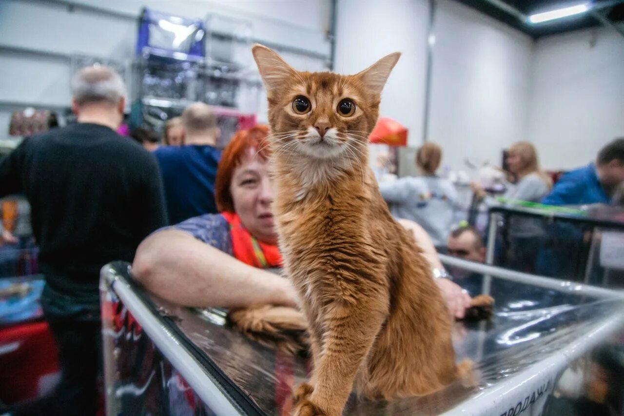 Spring cat show. Выставка кошек. Кошачья выставка. Котик выставка. Выставка котов в Москве.