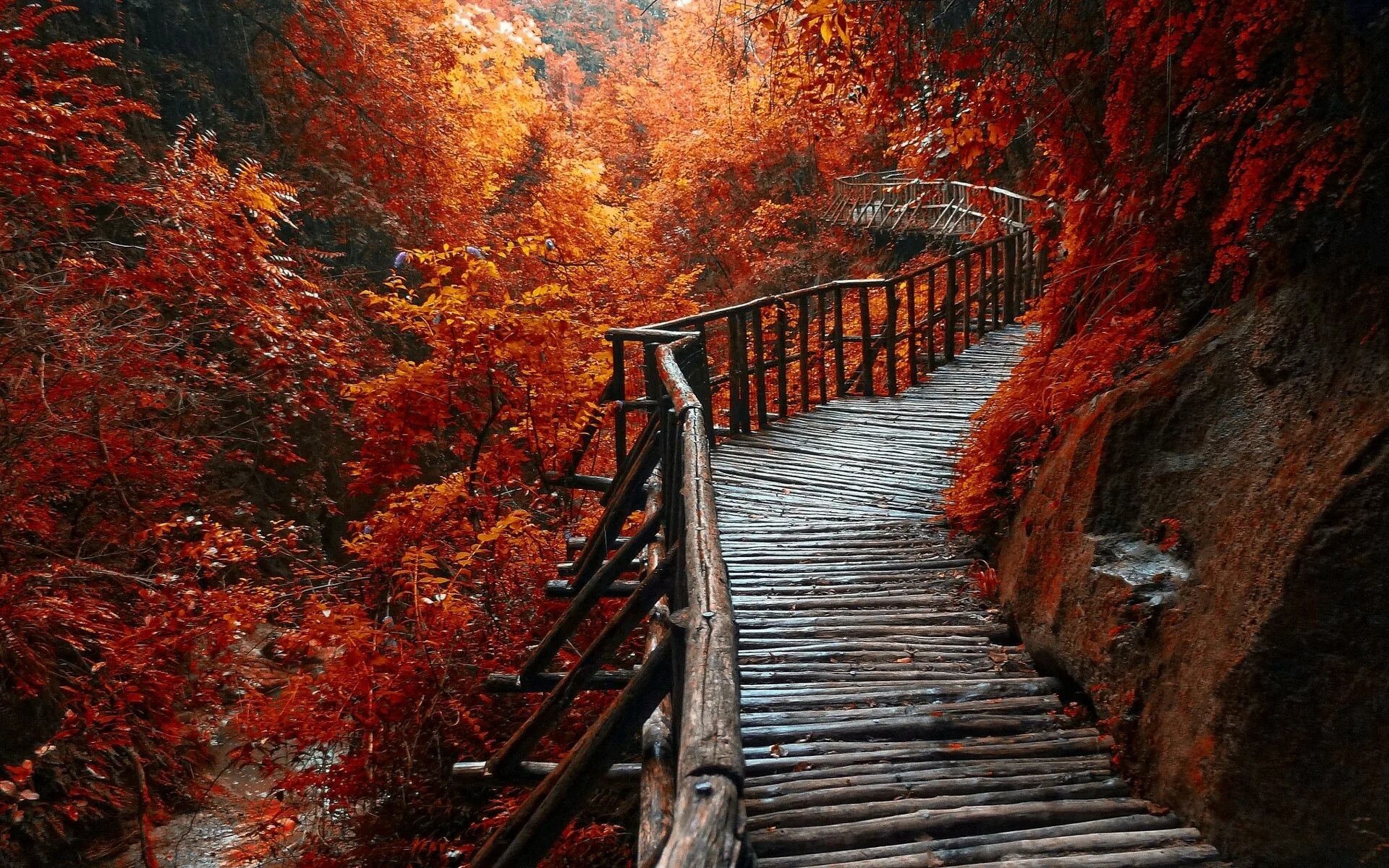 Fall forest