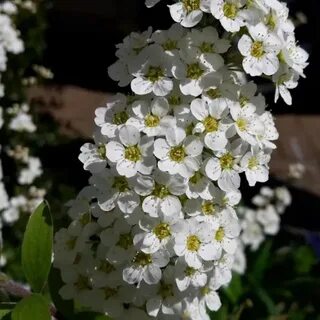 Майское саженцы