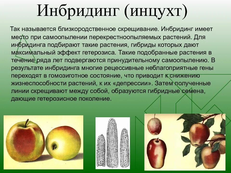 Скрещивание особей в селекции. Инбридинг в селекции растений. близкородственное скрещивание растений. близкородственная гибридизация растений. близкородственное скрещивание в селекции растений.