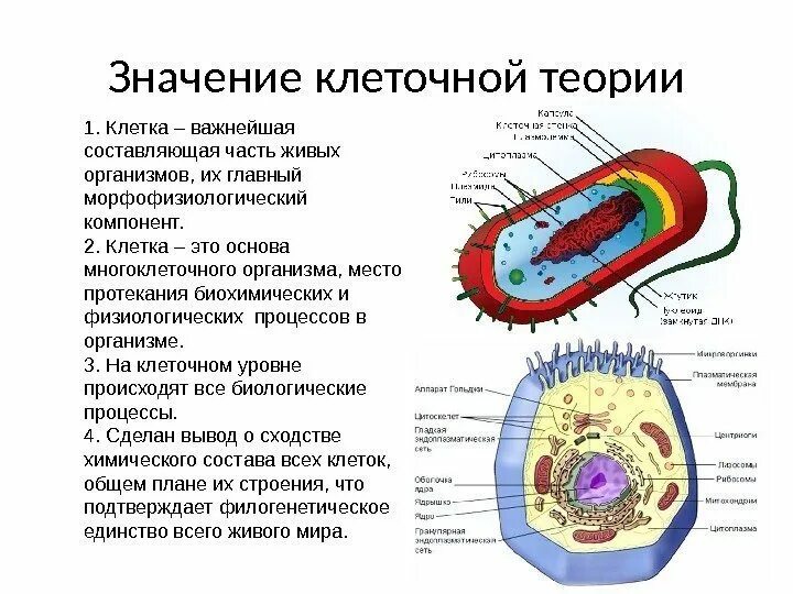 Клеточная теория строения организмов. Клетка клеточная теория 10 класс. Теория клеточного строения живых организмов. Клеточная теория строения организмов 10 класс кратко. Теория клетки биология.