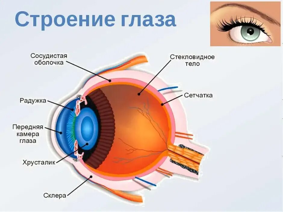 Строение глаза человека анатомия. Строение глаза сбоку. Строение глаза человека схема. Как устроен глаз человека. За зрачком в органе зрения человека находится