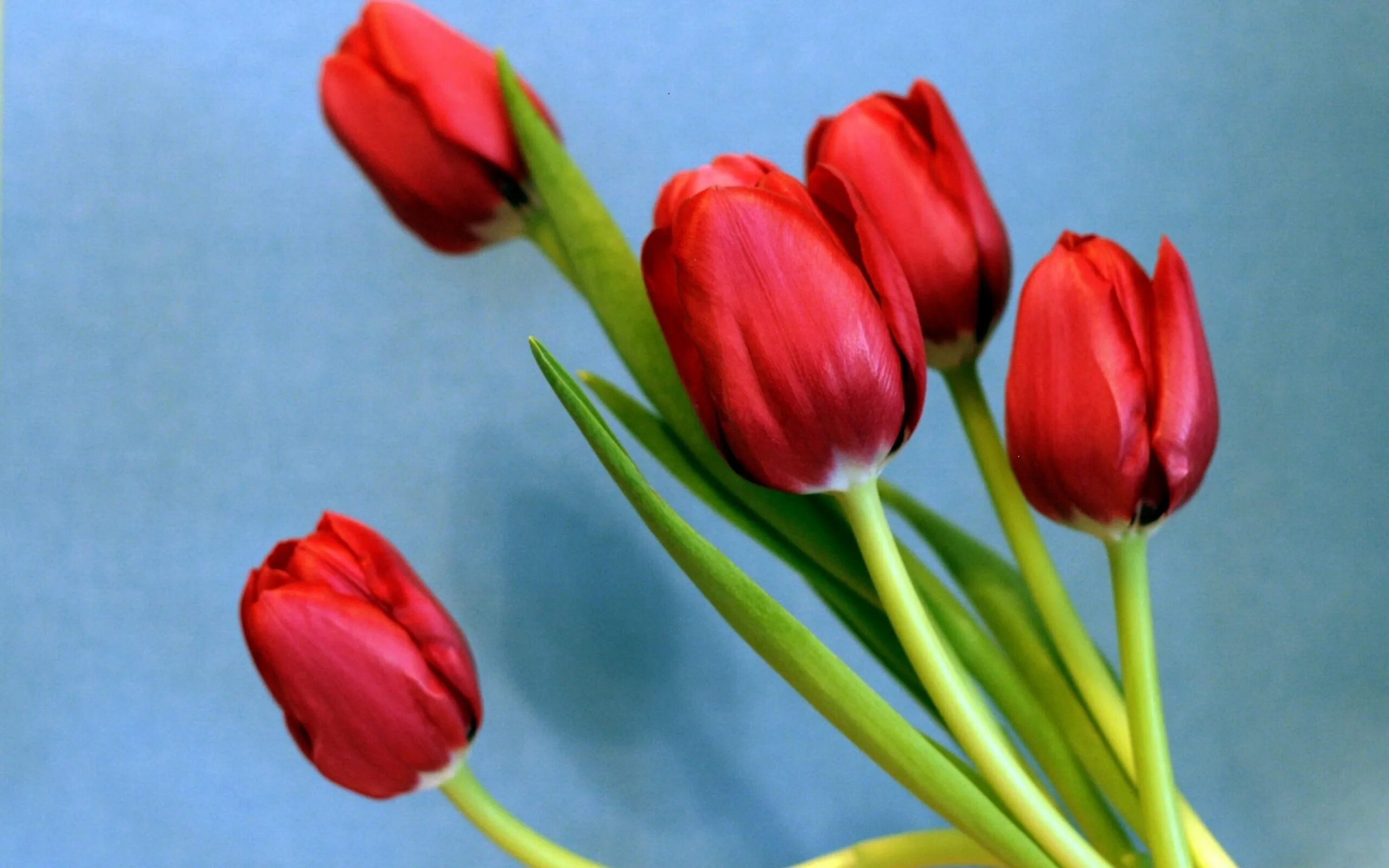 3 красных тюльпана. Тюльпан Редвуд. Тюльпан ред Голд. Тюльпан Red Bouquet. Тюльпан Vesna.