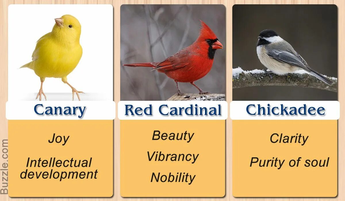 Canary перевод. Птичка sign. Bird meaning. Птицы канарейки вельвет текст.