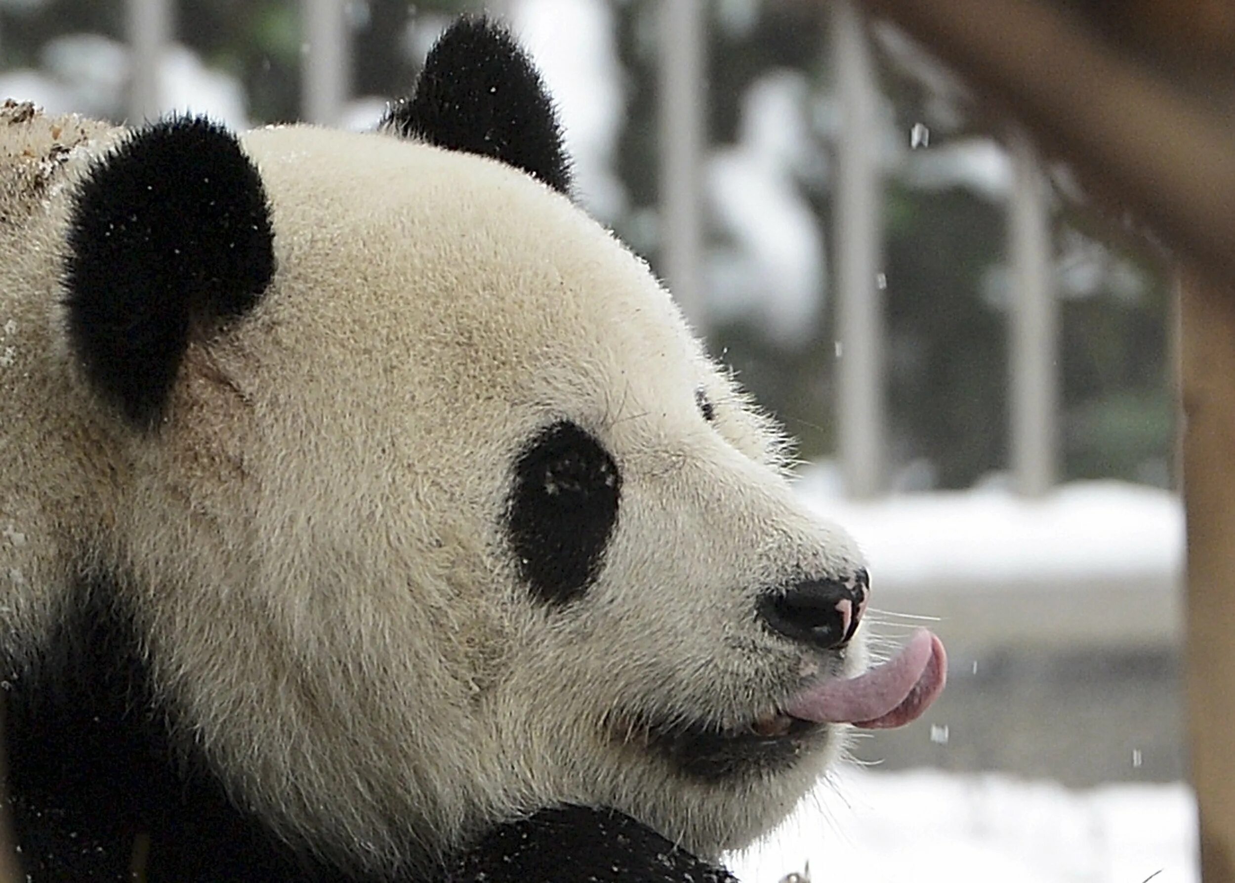 Why panda