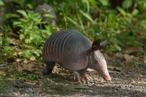 Armadillo's