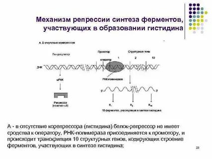 Репрессия ферментов
