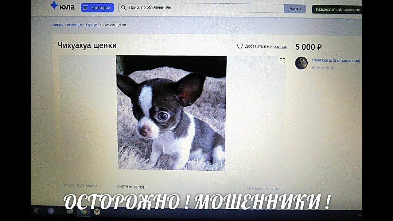 Как быстрее продать собаку