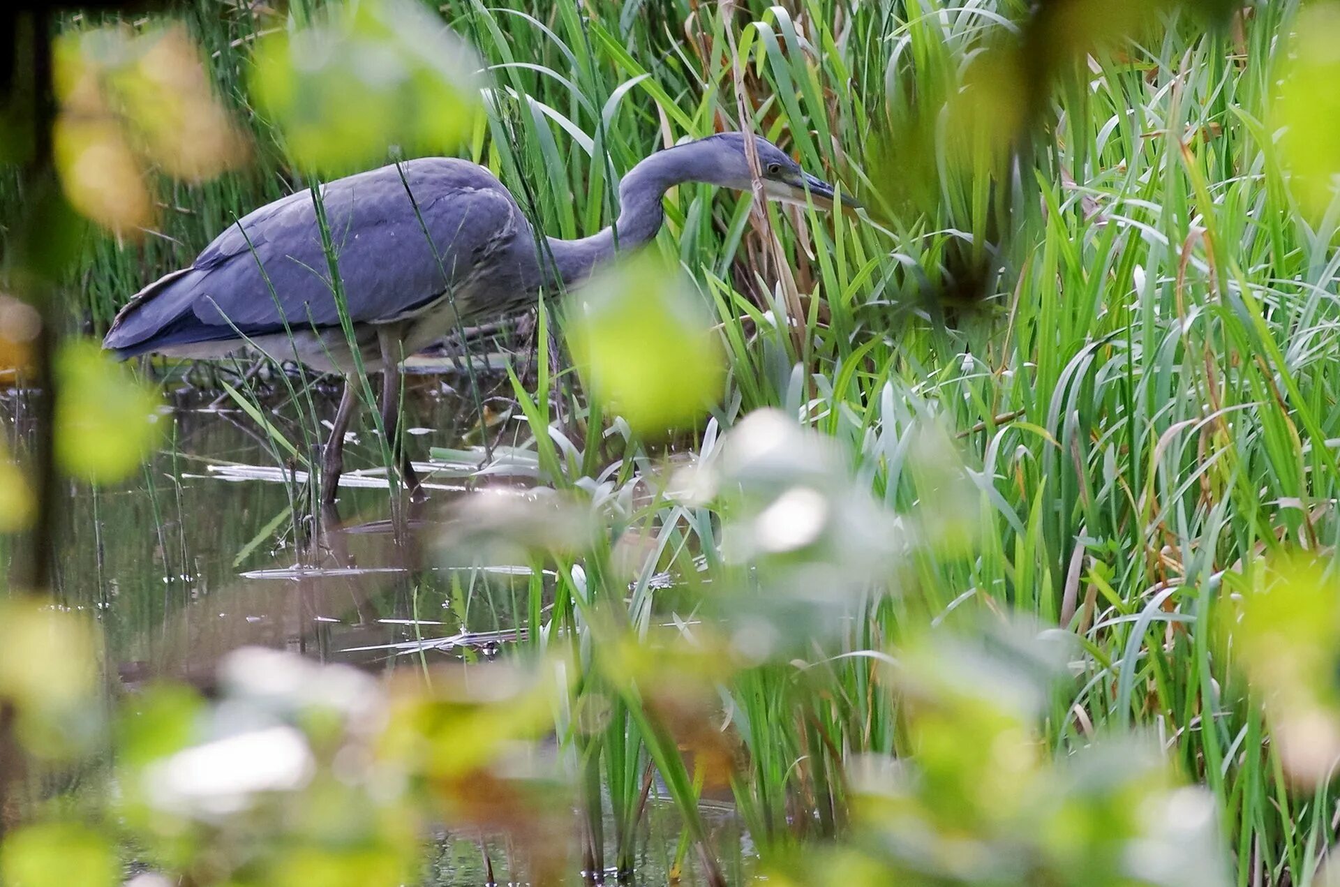 птицы красной книги. черный аист птица. охраняемые животные и птицы. красная книга россии. заповедник брянский лес черный аист.