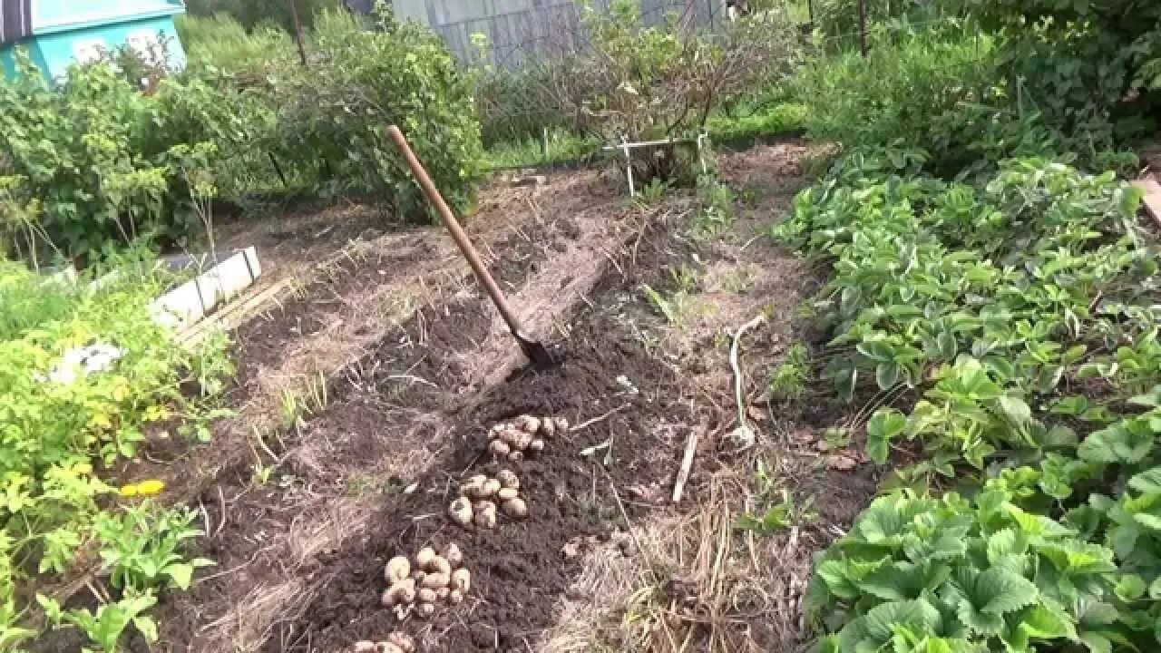 Как правильно сажать картошку видео