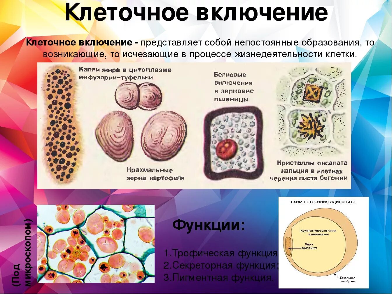 Включи функцию занимательные