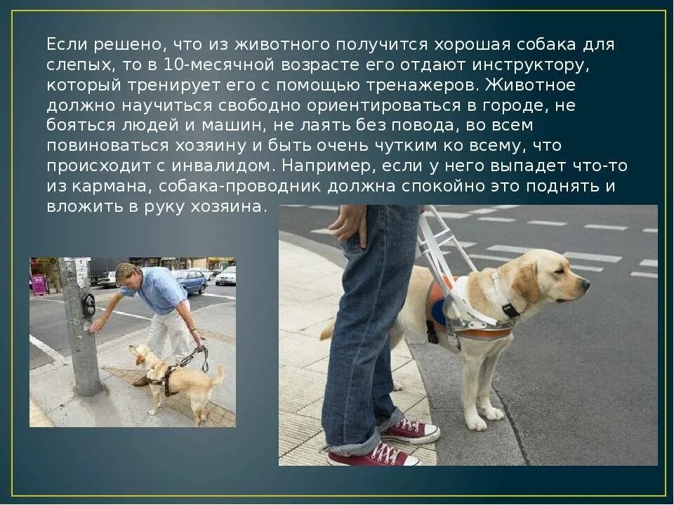 Где используются собаки