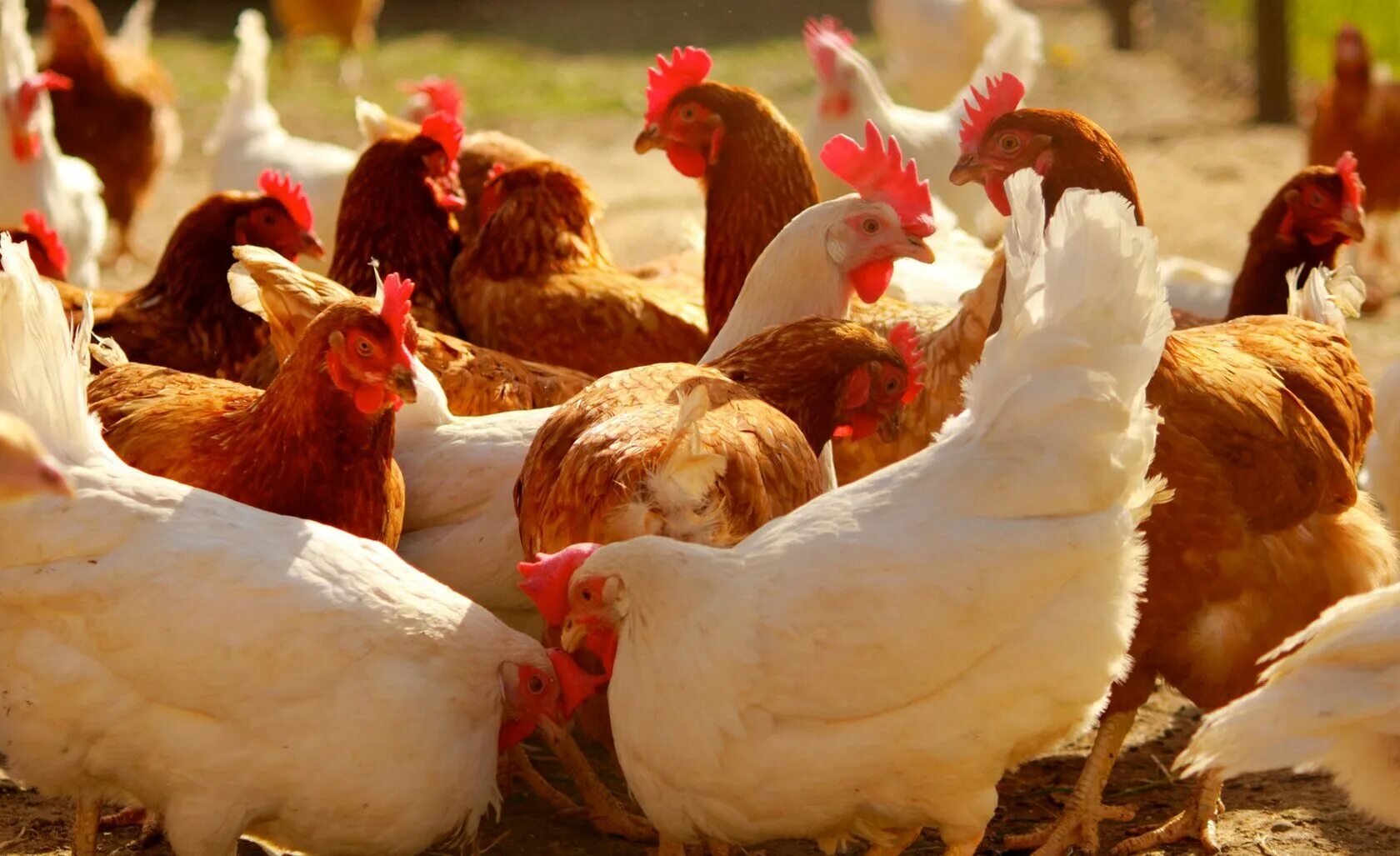 куриная ферма. много курочек. сх птица. петух с цыплятами. корм для куриц.