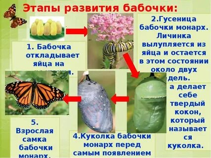 Окружающий мир размножение