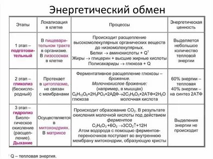 Установите соответствие процессов энергетическому обмену
