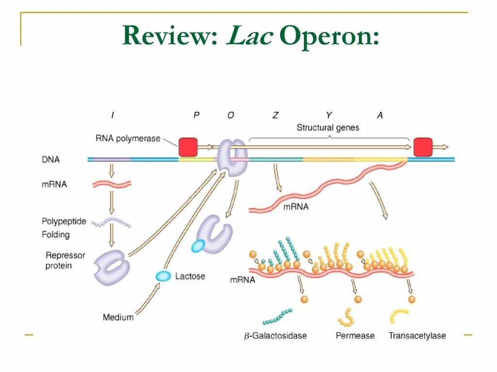 Лак оперон. Lac оперон. лактозный оперон. lac operon mechanism. триптофановый оперон bacillus subtilis.