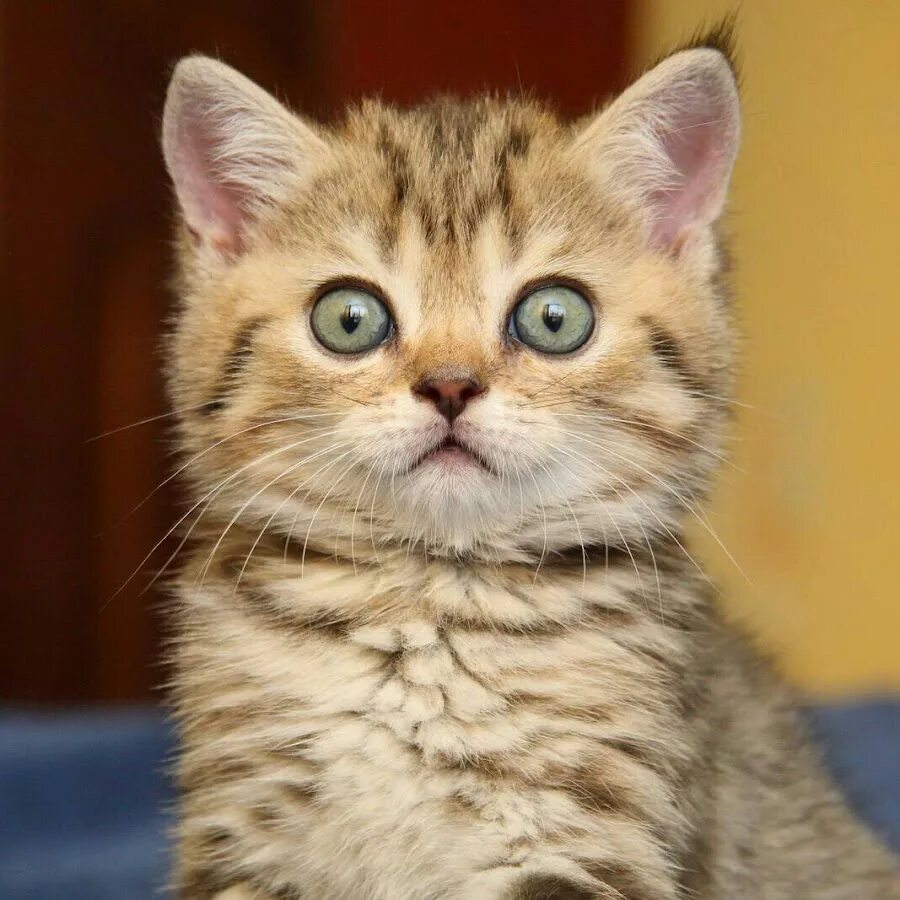 Ни коты