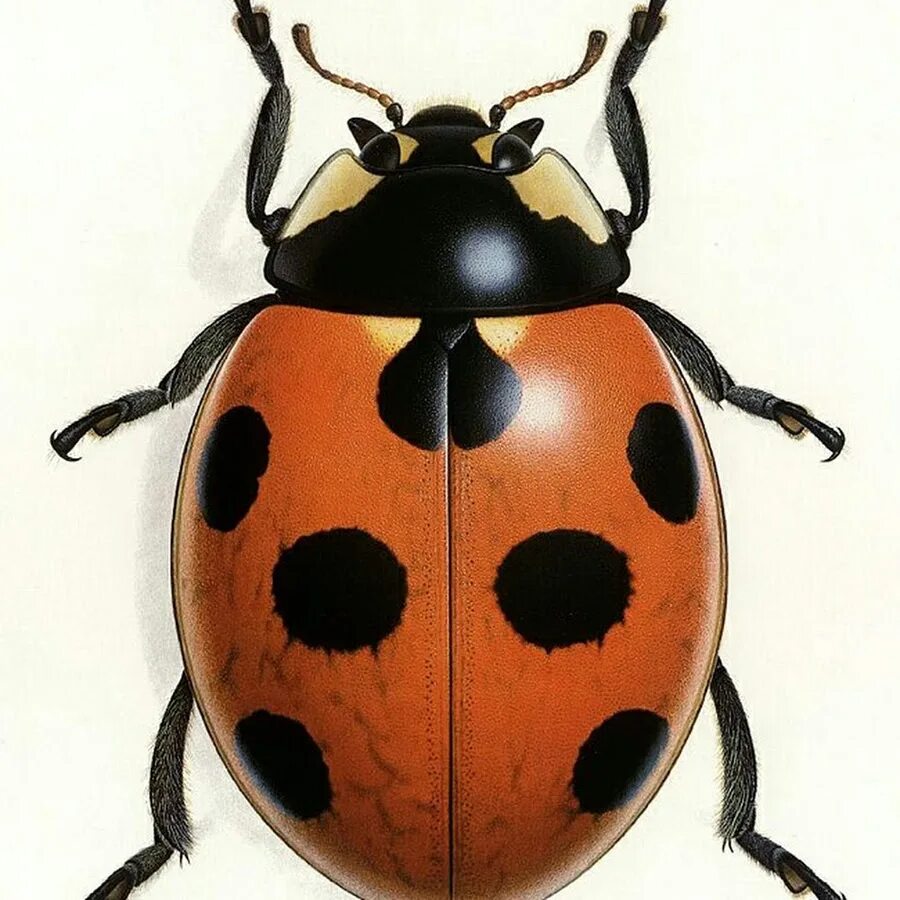 Семиточечная Божья коровка. Coccinella septempunctata (коровка Семиточечная). Корочка Семиточечная Жук. Божья коровка снизу. Сколько лапок у 6 жуков