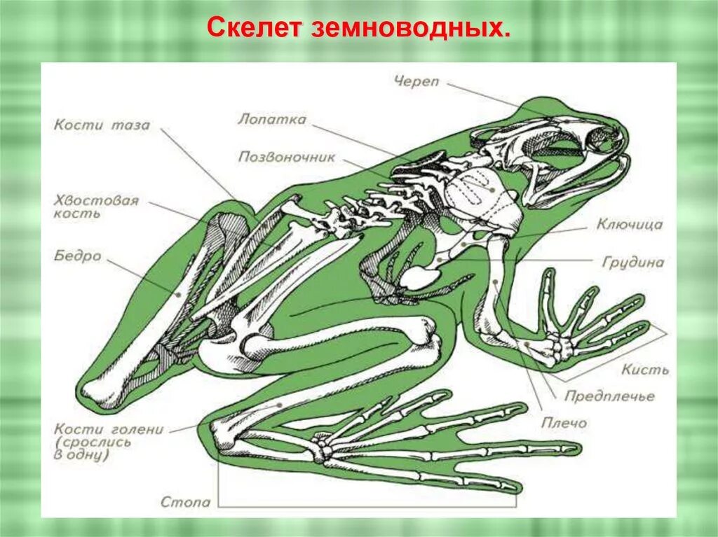 У пресмыкающихся есть грудная клетка. Скелет лягушки. Строение скелета лягушки. Озерная лягушка строение скелета. Строение костей Жабы.